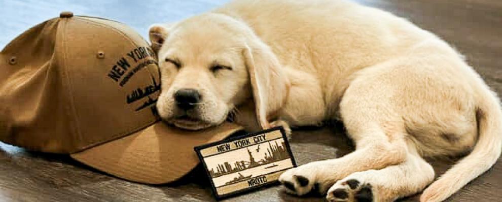 Paw-Fect Study Break
